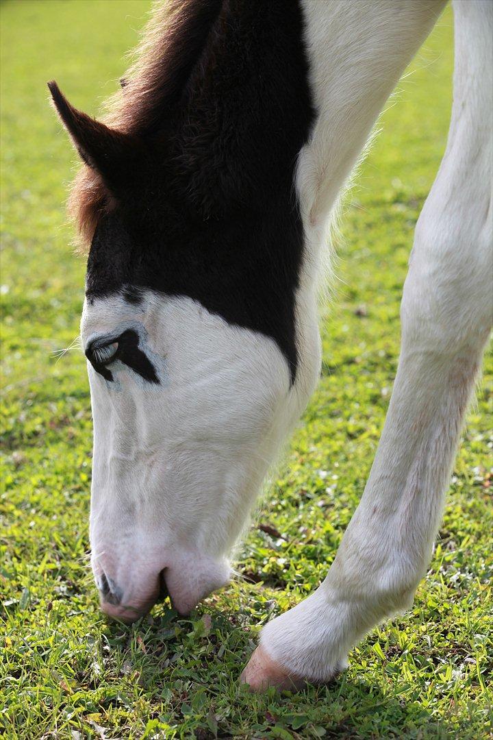 Paint charlies blue eyes billede 16