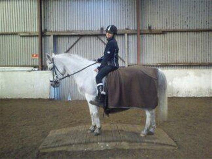 Anden særlig race Marcus - Søde og raske Marcus, oppe på 'broen' Han var meget bange for den i starten men trods meget lang tid overtalelse kom han op på. Og nu er han ligeglad med den og går bare over :D <3 billede 19