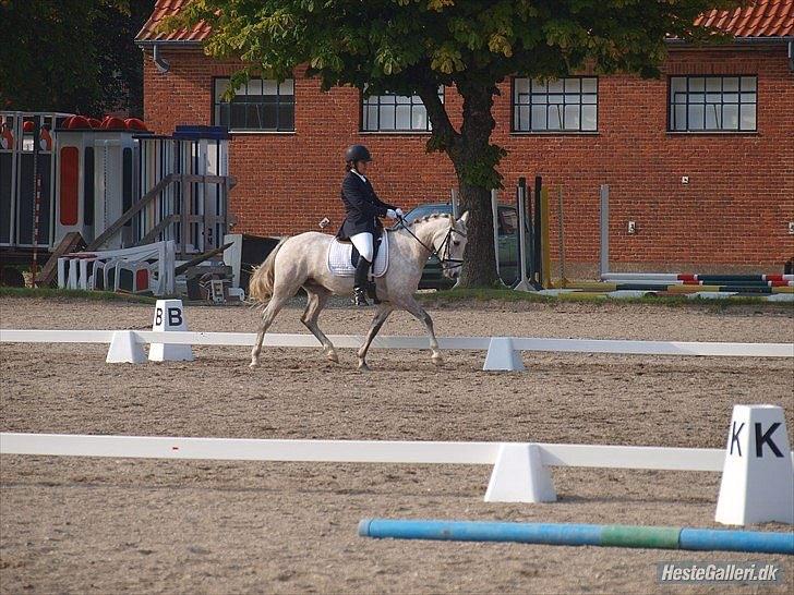 Welsh Pony (sec B) Fjordvangens Evian - Vores sidste LA4 :((<3 billede 19