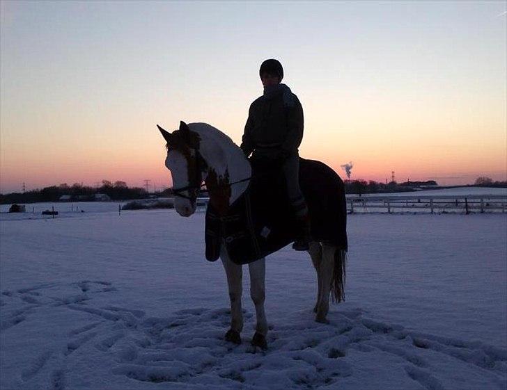 Pinto Nikolaj af Dutterup billede 3