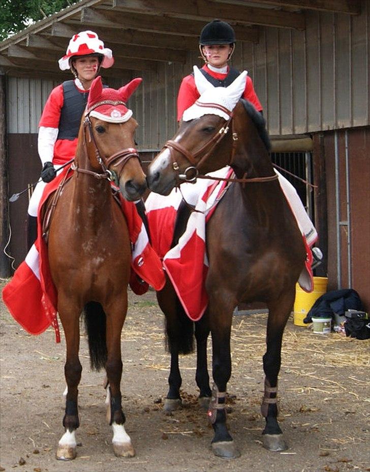 Dansk Varmblod Corona DEN SMUKKESTE STJERNE PÅ HIMLEN! :'( - Holdspring i Tyskland 
Lux og Rolle mysser <3 billede 19
