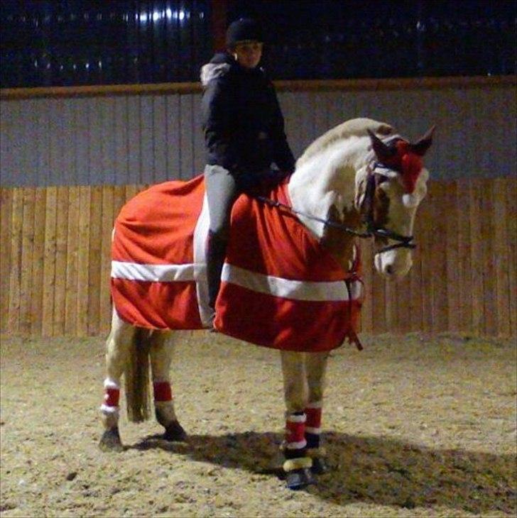 Pinto Nikolaj af Dutterup - JUL <3 billede 4