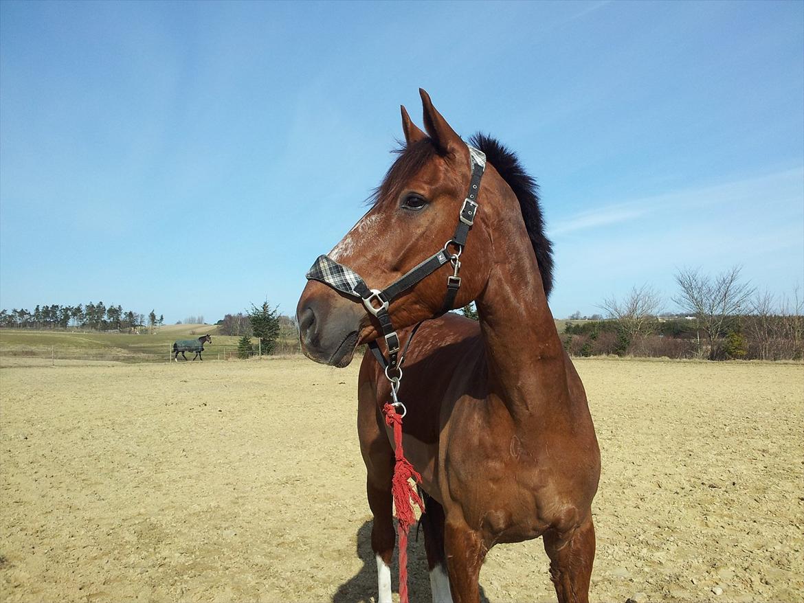 Dansk Varmblod Don Lou (Nando) billede 12