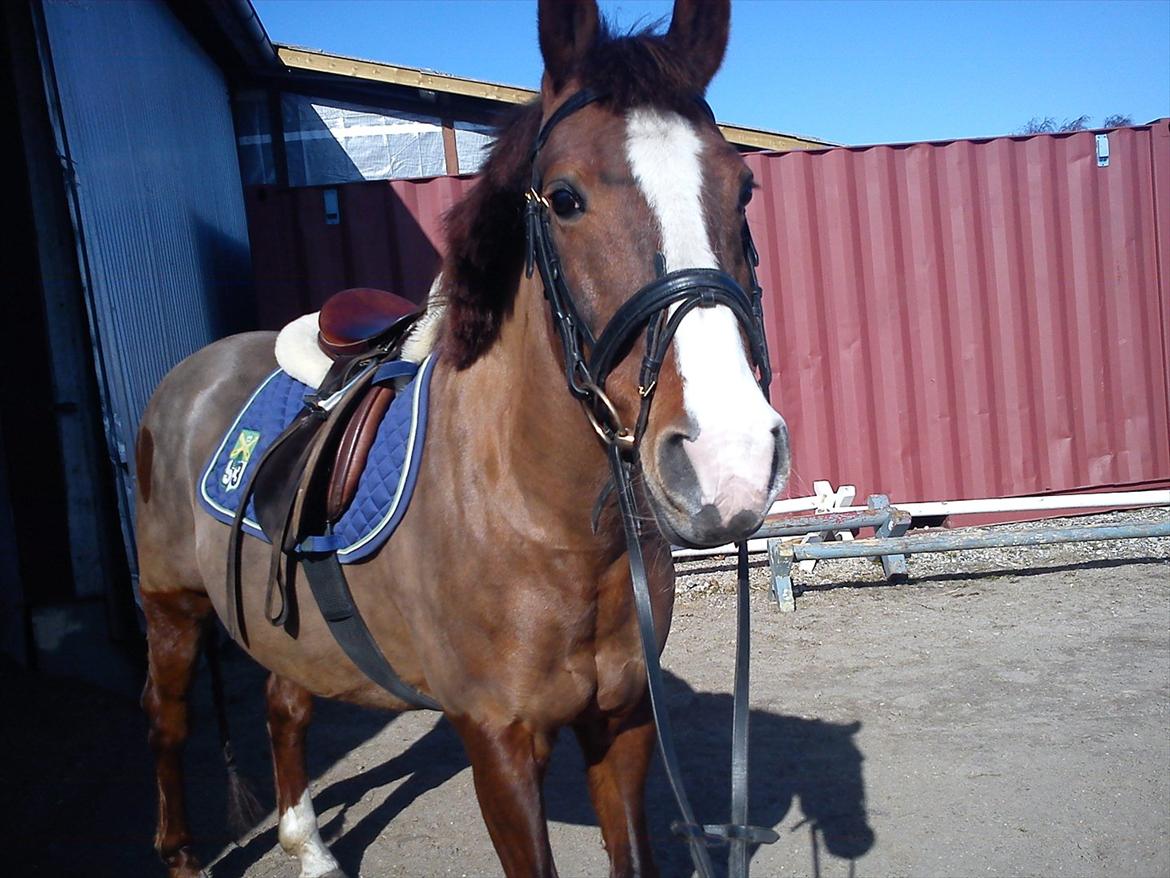 New Forest Damgårds Maja billede 15