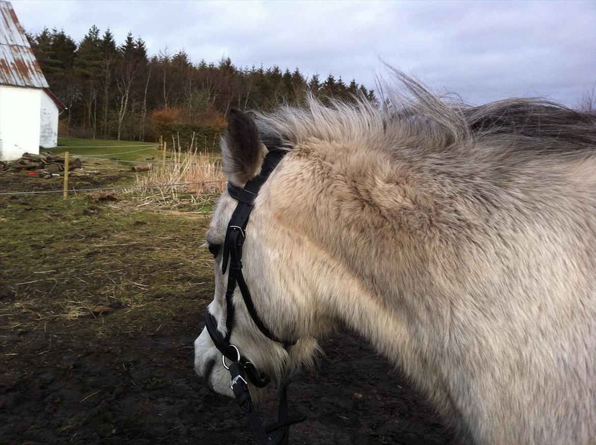 Welsh Pony (sec B) Lukas - Lukas med bidløs trense :-) billede 16