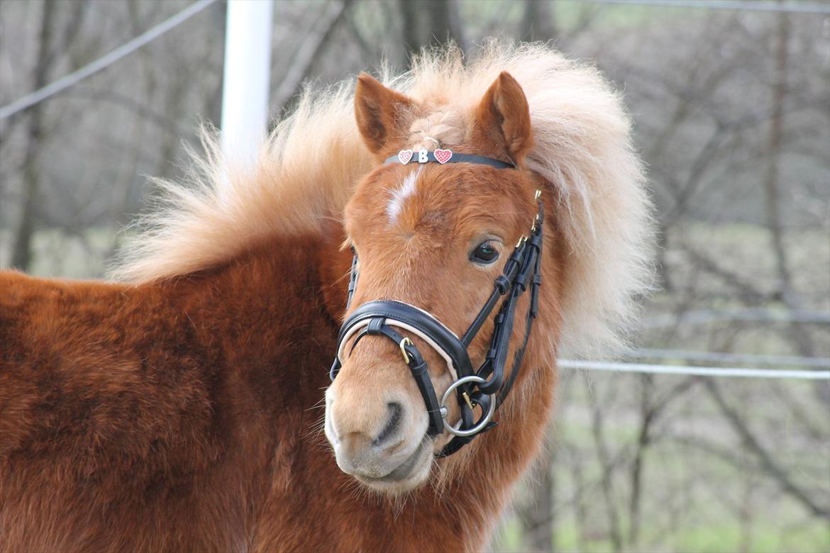 Anden særlig race Bambino - 12/3 2012 billede 3