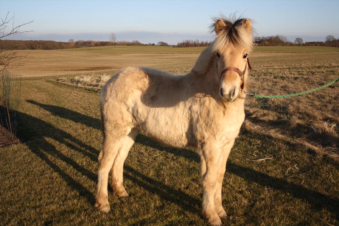 Fjordhest Bjergvangs Bella Eywa  - Bella den 14/3-12. billede 7