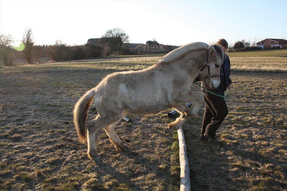 Fjordhest Bjergvangs Bella Eywa  - Bella den 14/3-12 over bom. "Bare jeg nu ikke rammer"  ;D billede 9
