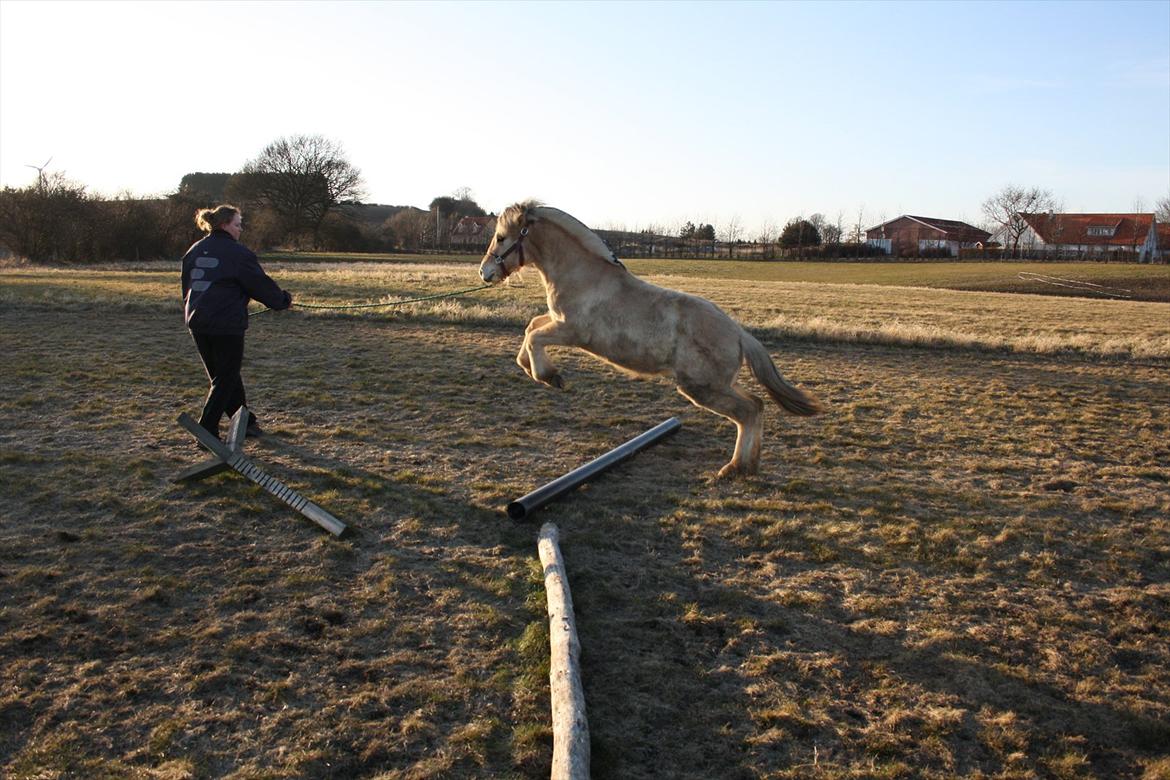 Fjordhest Bjergvangs Bella Eywa  billede 8