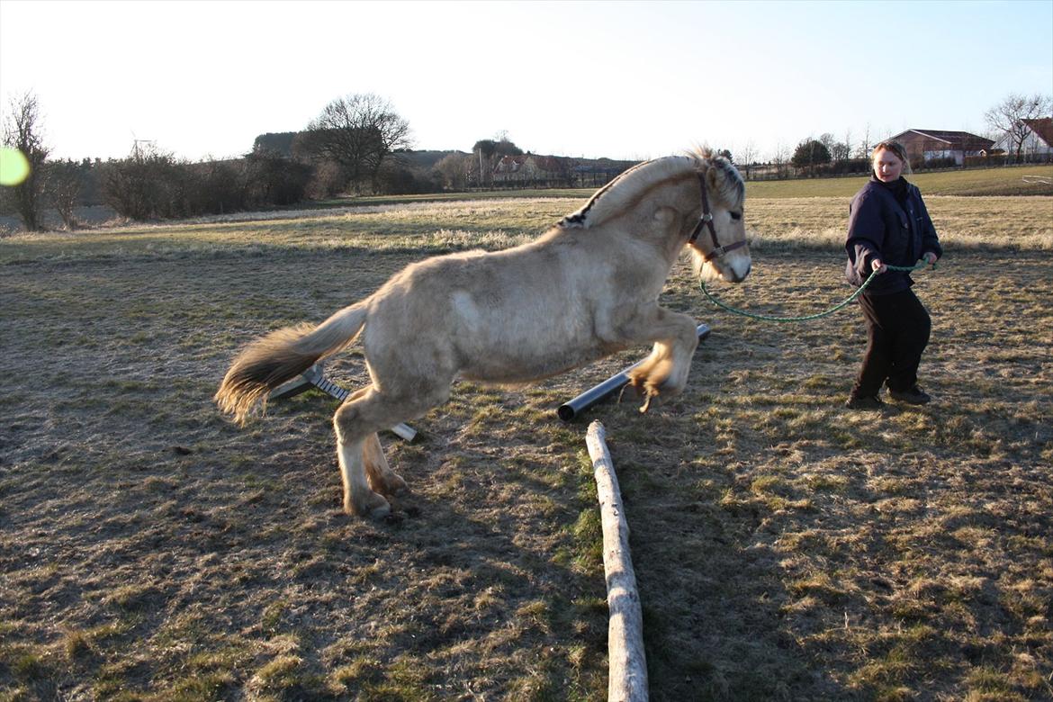Fjordhest Bjergvangs Bella Eywa  billede 10