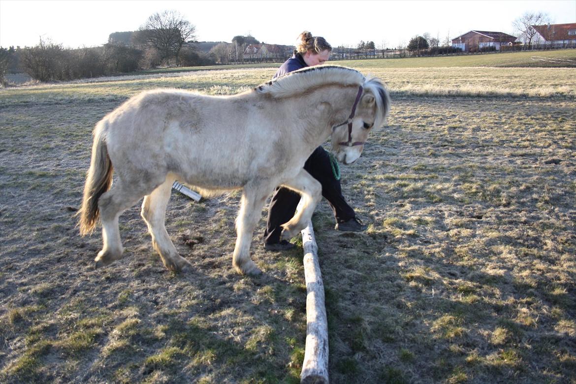 Fjordhest Bjergvangs Bella Eywa  - "Okay, den er nu alligevel ikke så høj den bom" billede 11