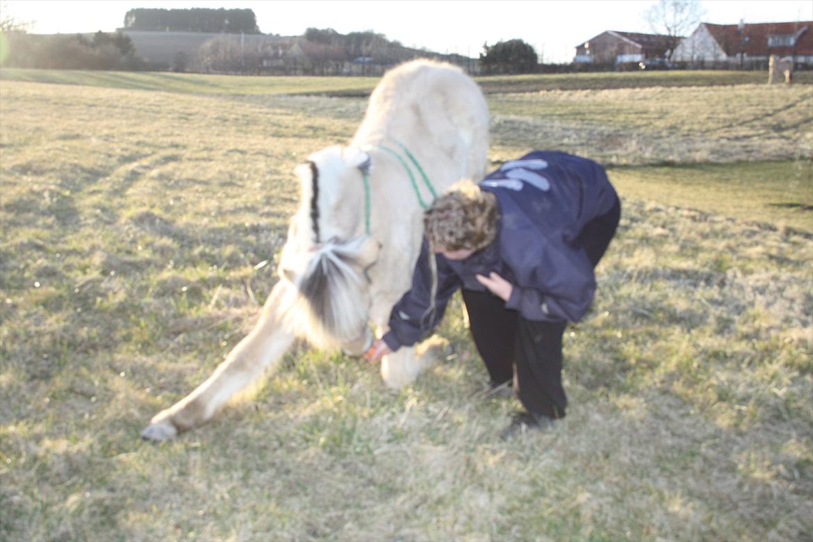 Fjordhest Bjergvangs Bella Eywa  - Første gang hun prøver at neje, det klarede hun bare rigtig fint :) billede 12