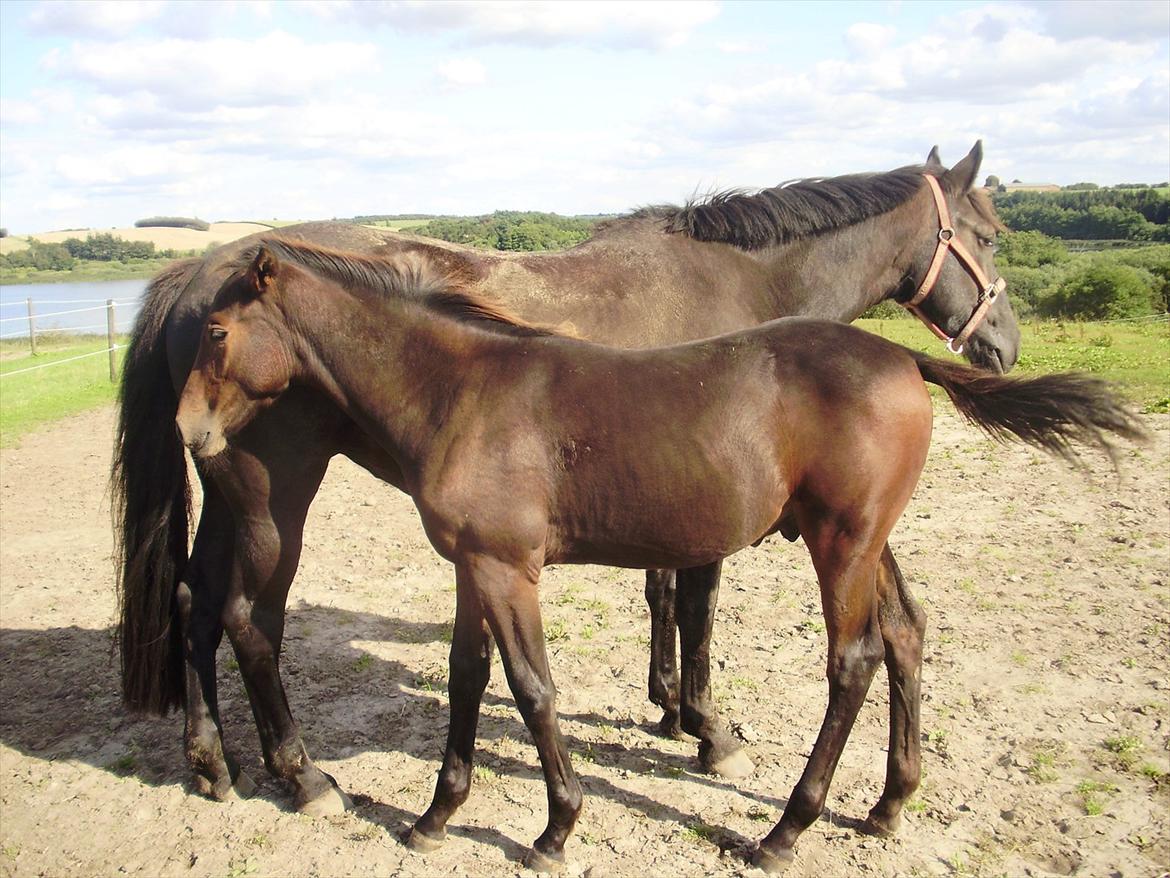 Knabstrupper Majco' Thunder Coffee billede 19