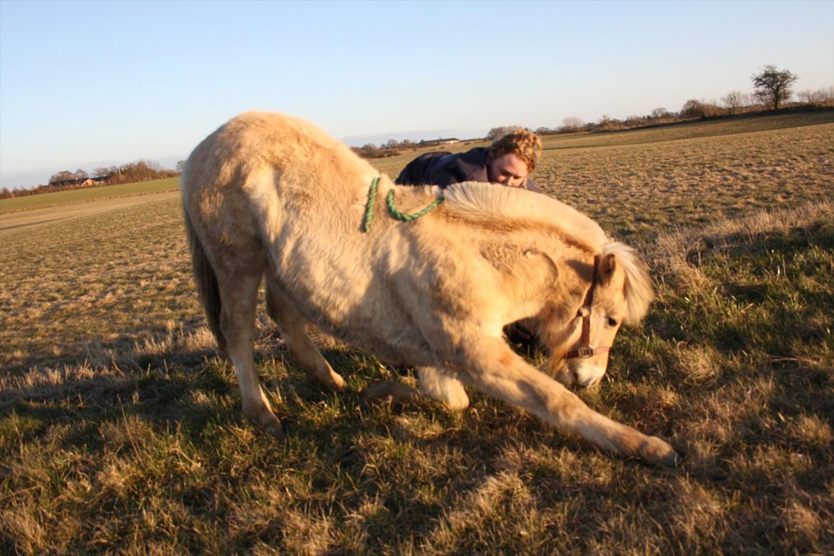 Fjordhest Bjergvangs Bella Eywa  billede 6