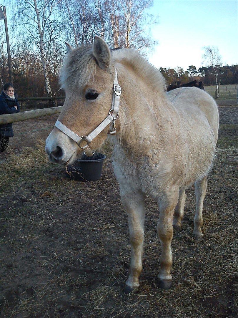 Fjordhest Rolighedens Lupin - Første dag jeg havde hende.<3 billede 11