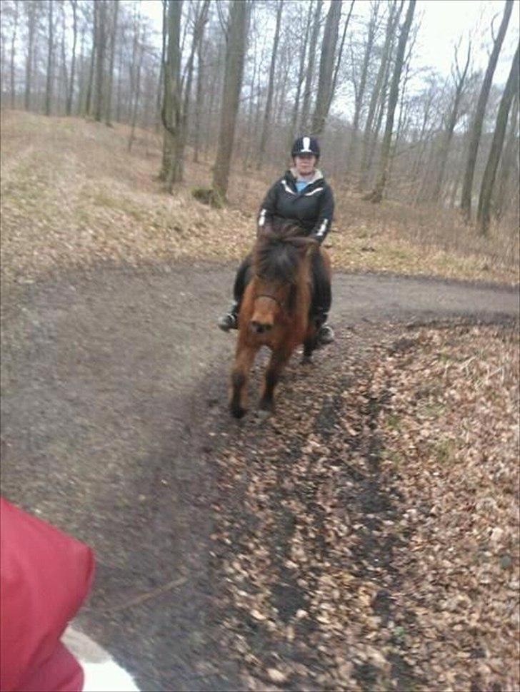 Islænder Hekla Fra Skovby billede 8