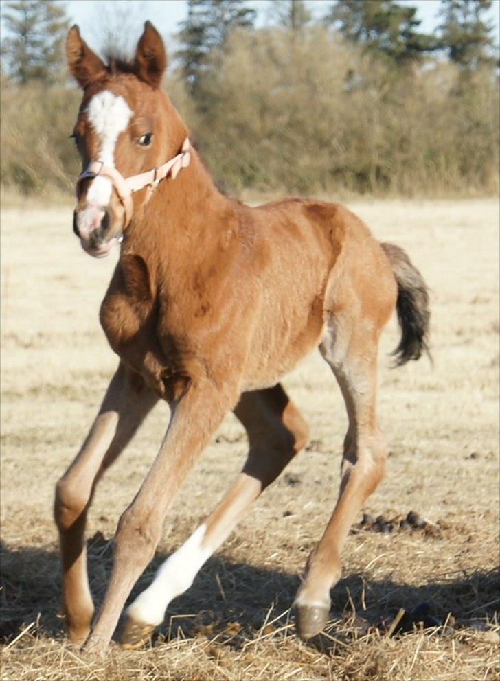 Arabisk fuldblod (OX) Carola Zaxzina Pox billede 5