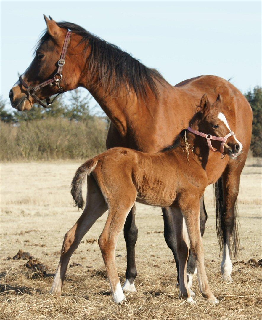 Arabisk fuldblod (OX) Carola Zaxzina Pox billede 6