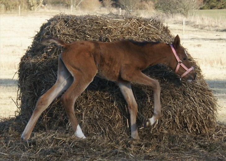 Arabisk fuldblod (OX) Carola Zaxzina Pox - Nu som jagt hest ;) billede 7