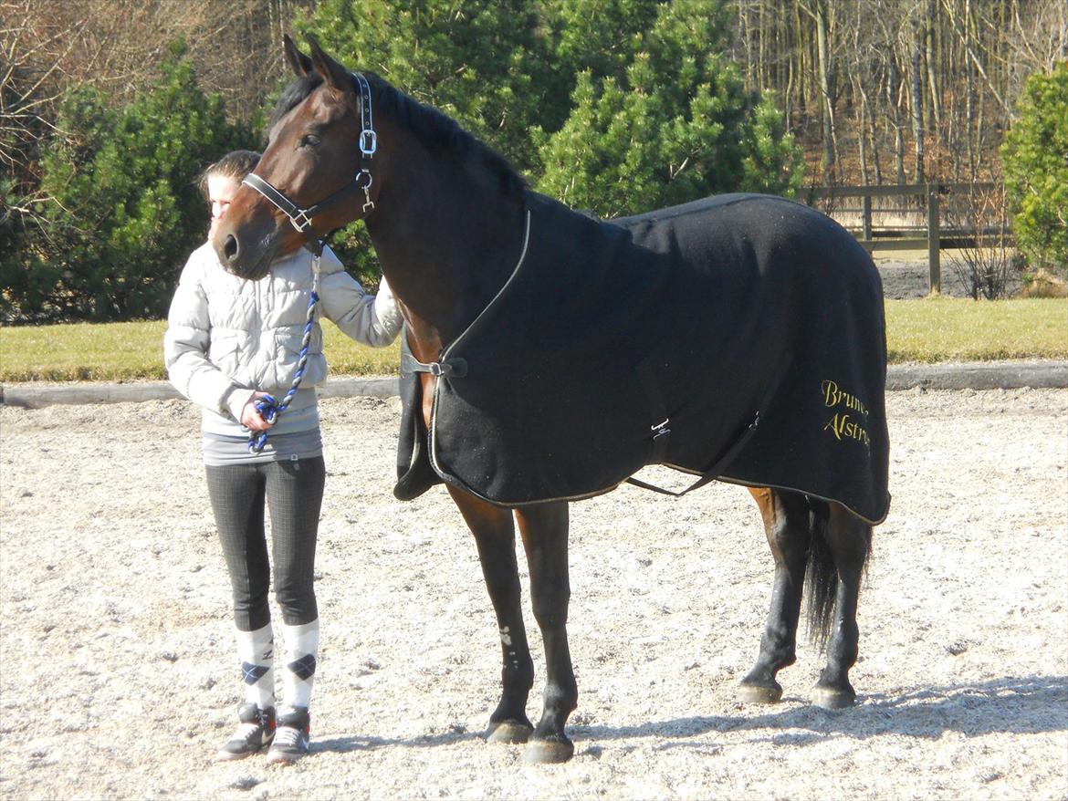 Oldenborg Brunette Alstrup billede 7