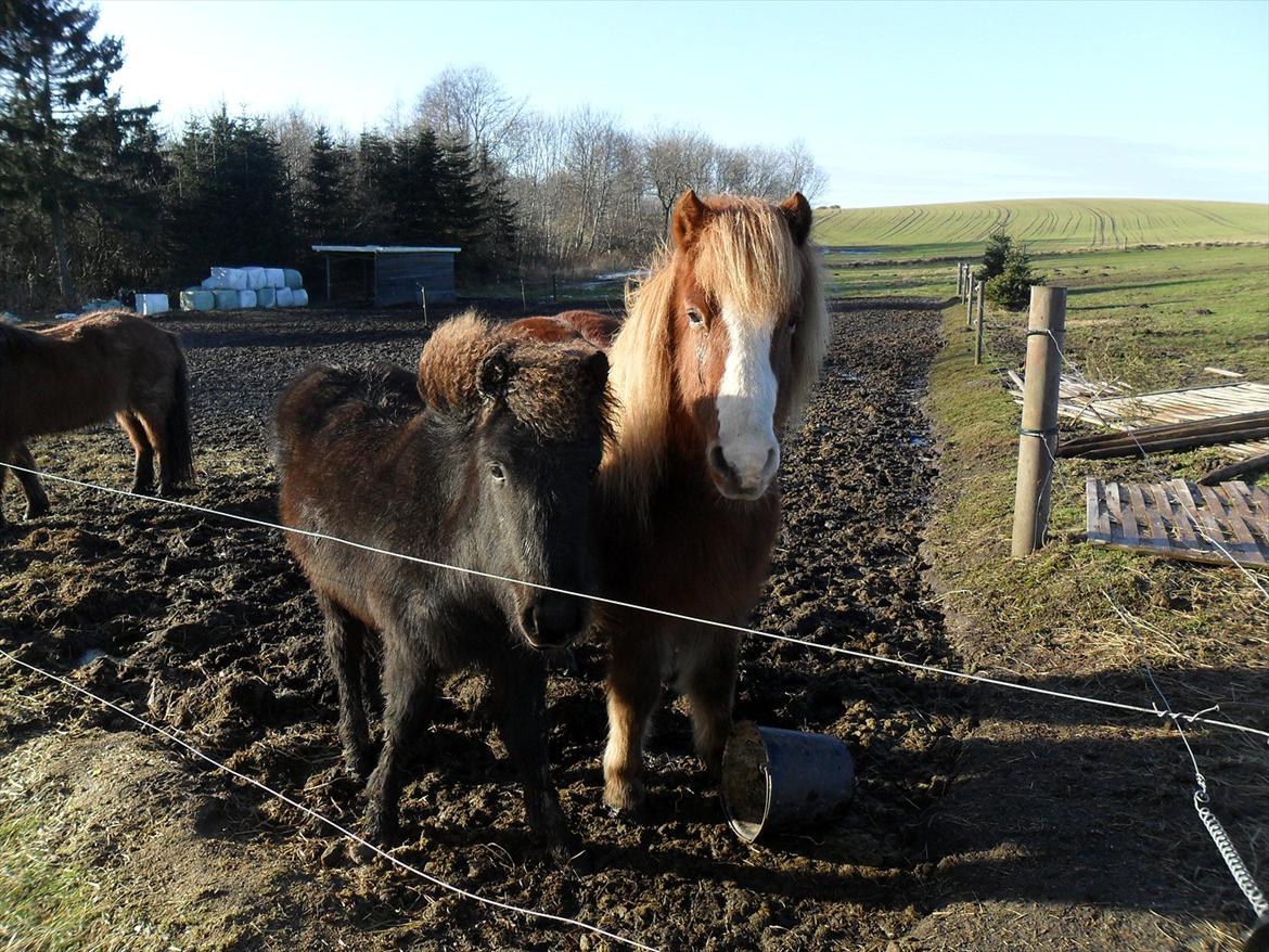 Islænder Sjóli | Min bedsteven<3 |  - Sjóli og Pistill på fold♥  | My best friends♥ ! billede 19