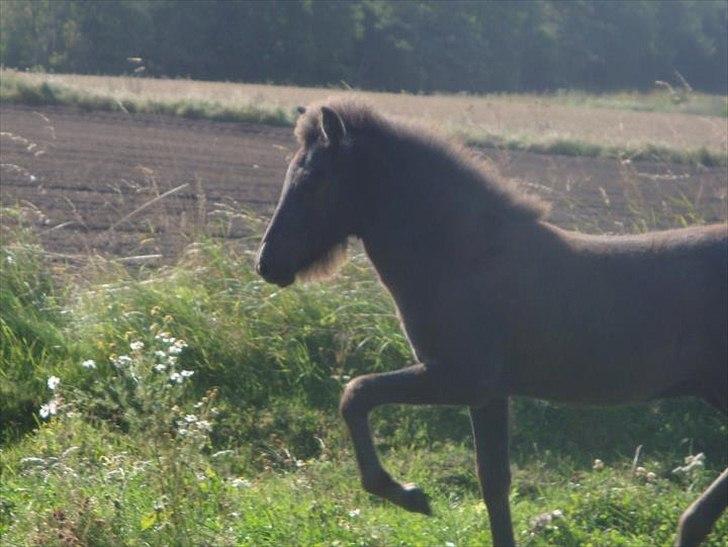 Islænder Sjóli | Min bedsteven<3 |  - Sjóli 2½ mdr♥  billede 20