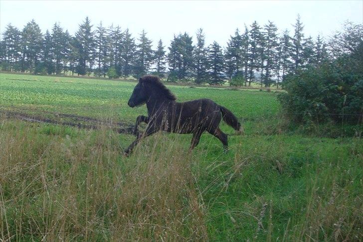 Islænder Sjóli | Min bedsteven<3 |  - Så er der fart over feltet!♥  billede 14