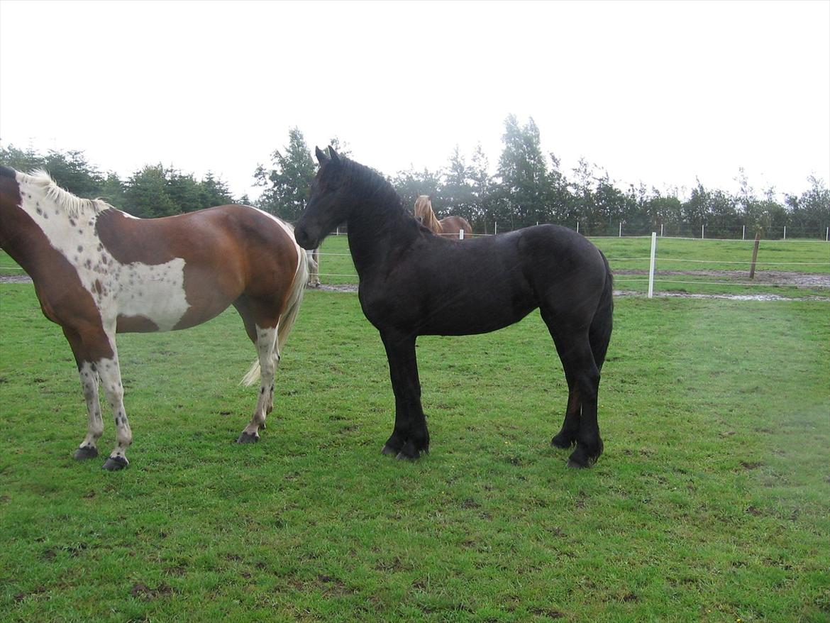 Frieser Enja - Enja fra 2008 billede 12