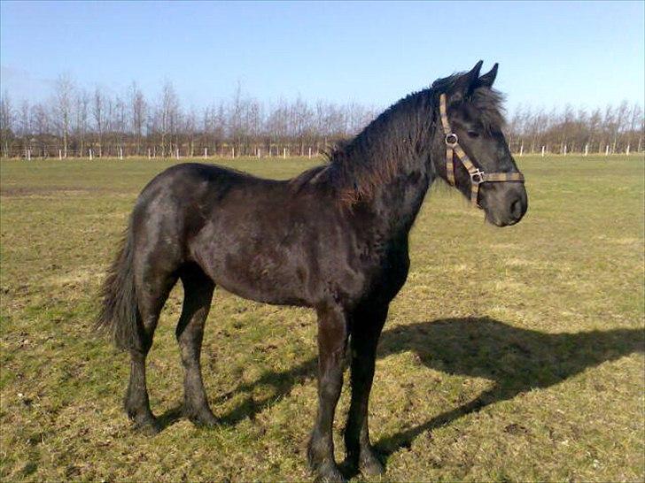 Frieser Enja - Enja aug 2008 billede 13