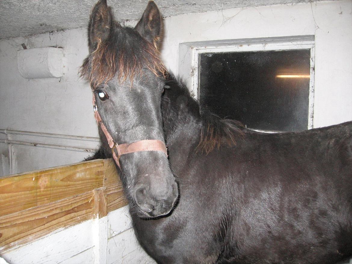 Frieser Enja - d 20/4-07 Enja netop ankommet ½ år gammel billede 14