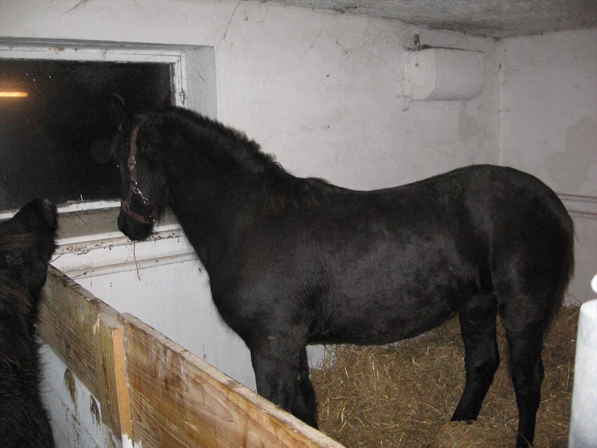 Frieser Enja - 20/4-07 netop ankommet kl 23 om aftenen helt fra sønderjylland billede 15