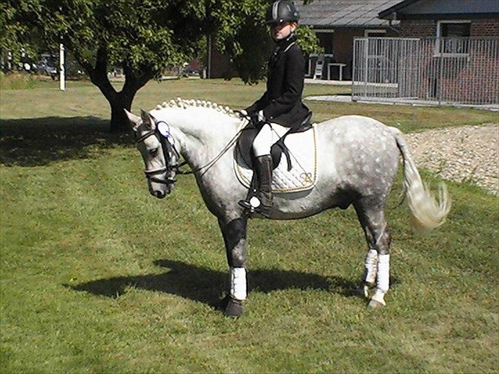 Welsh Pony af Cob-type (sec C) milos billede 3