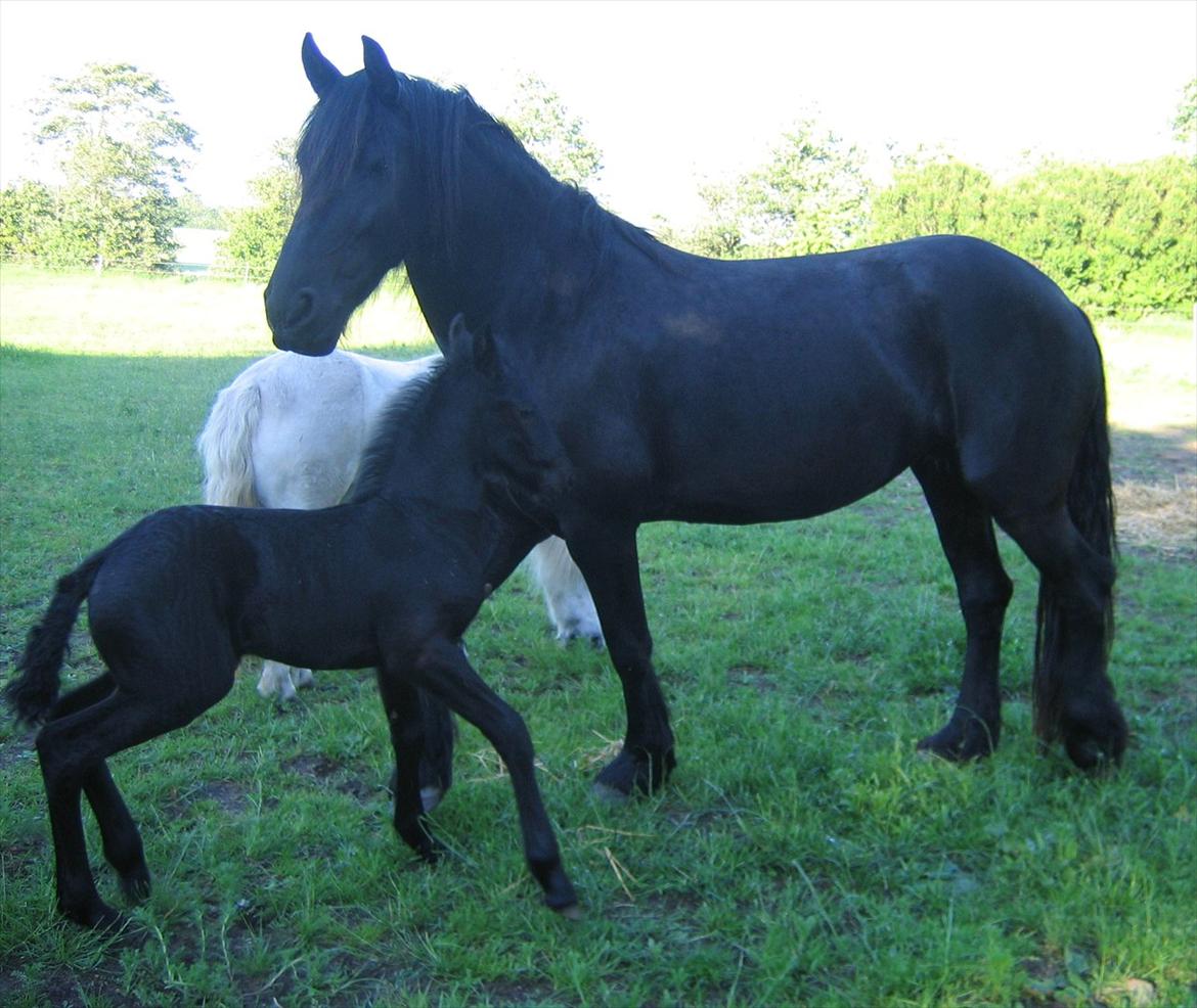 Frieser Enja - 2011 Enja med sit første føl Miss Marbel billede 11