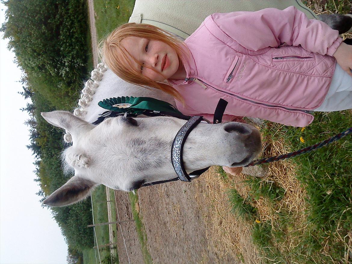 Welsh Pony af Cob-type (sec C) milos billede 5