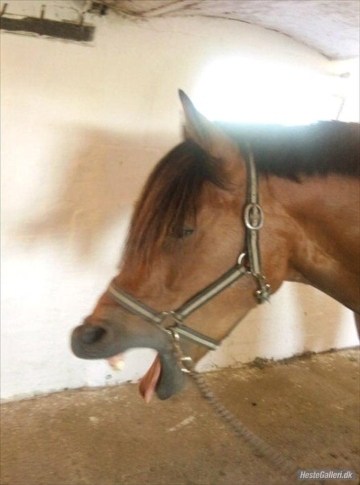 Welsh Partbred (Sec F) Got2bee billede 4