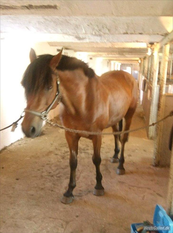 Welsh Partbred (Sec F) Got2bee billede 5