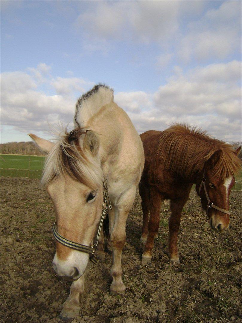 Fjordhest figther billede 13