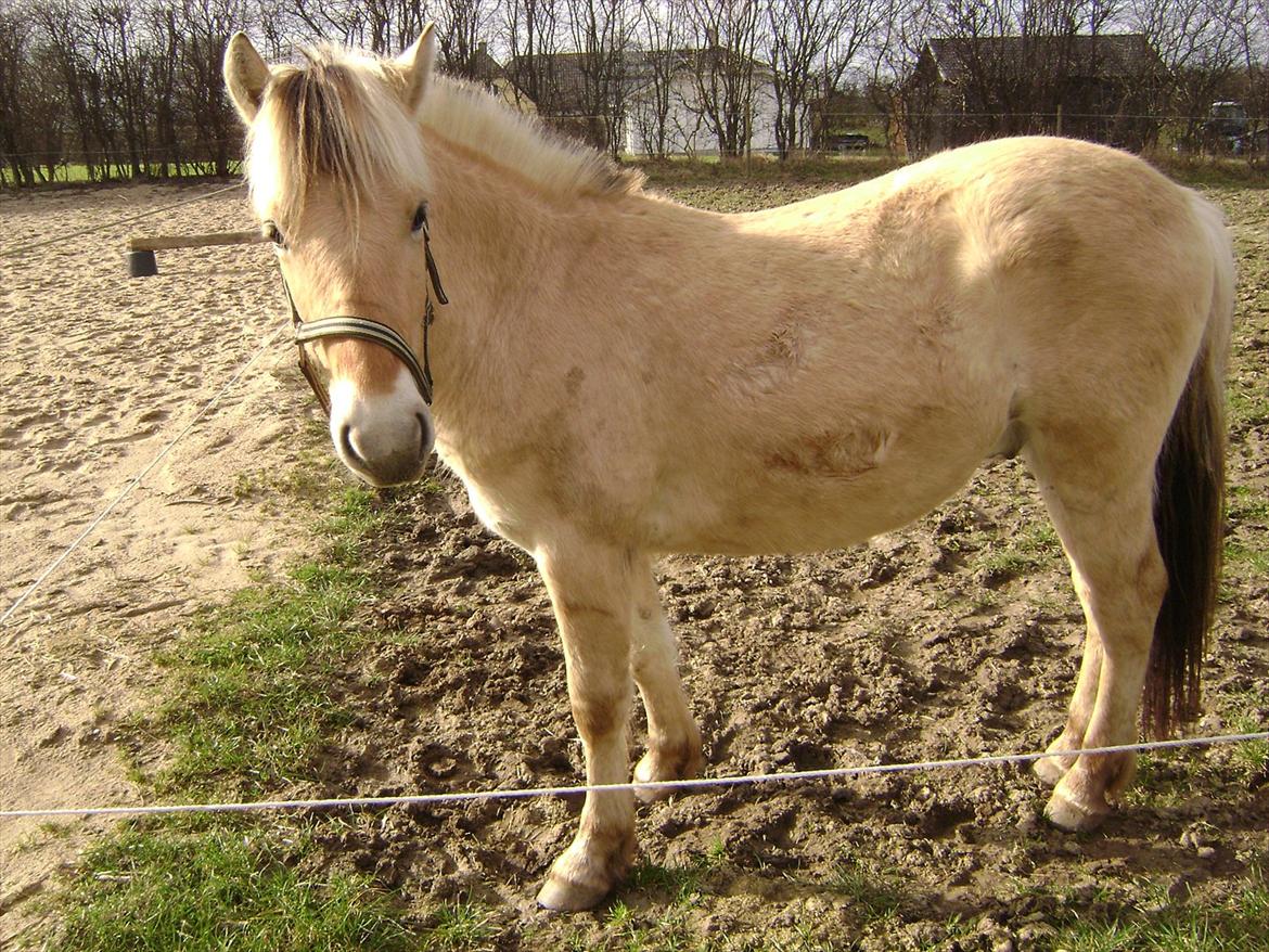 Fjordhest figther billede 8