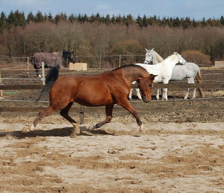 Arabisk fuldblod (OX) Babberups Don Diablo ox billede 20