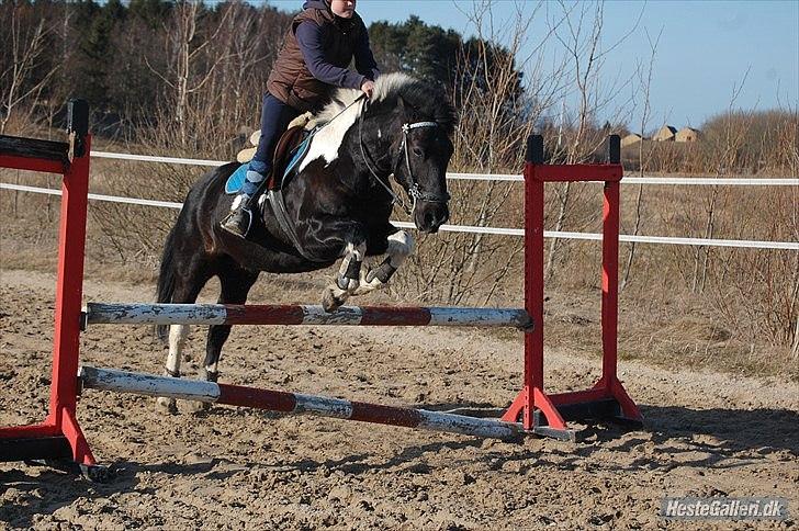 Anden særlig race Cavallo - Du bliver bedre, du hører efter og du flyver! - Dejlige Cavi :-) Ca. 60 cm vil jeg tro.. (Forår 2012 - Foto: Katrine) billede 7