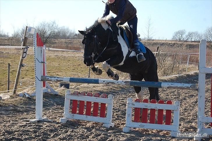 Anden særlig race Cavallo - Så dygtig er han blevet - og vi rykker os sammen. Ca. 95 cm. (Forår 2012 - Foto: Katrine) billede 16