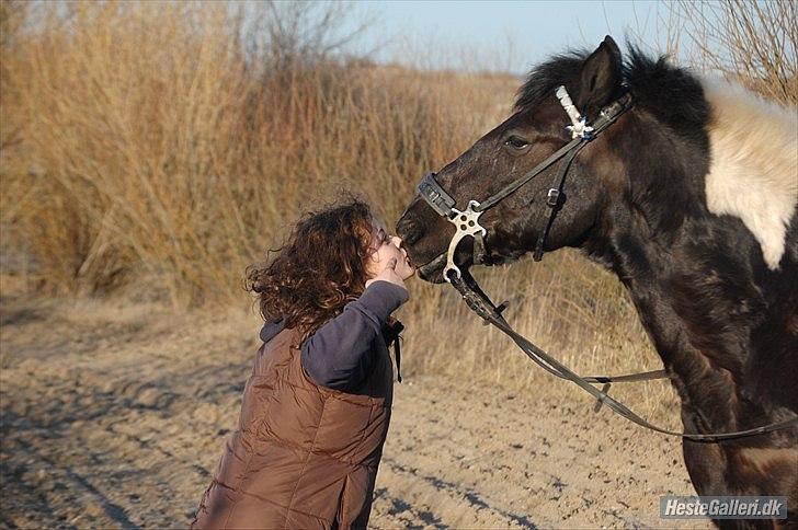 Anden særlig race Cavallo - Og kysse kan han også :-) (Forår 2012 - Foto: Katrine) billede 17
