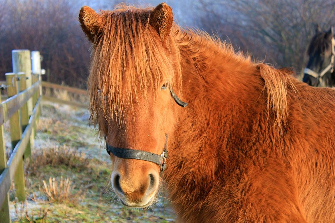 Islænder Hilde fra freersvang billede 8