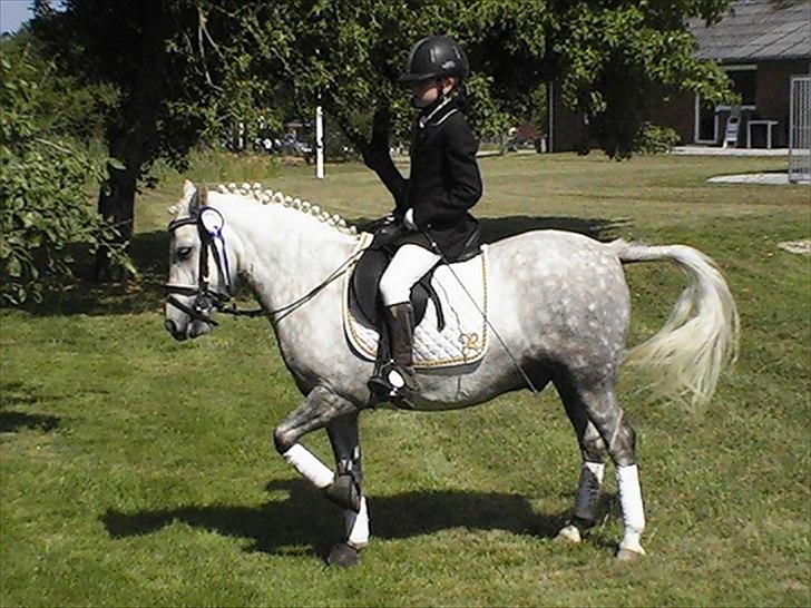 Welsh Pony af Cob-type (sec C) milos billede 8