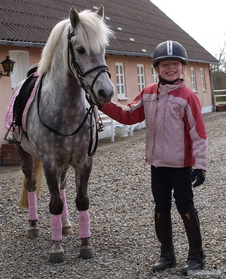 Welsh Pony af Cob-type (sec C) milos billede 12