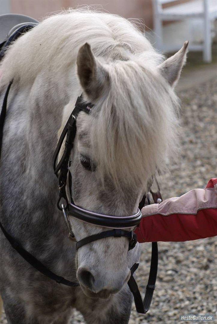 Welsh Pony af Cob-type (sec C) milos billede 13