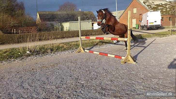 Anden særlig race Tonette *My Soulmate<3* - Tonette løssprang helt perfekt den dag!:-)<3
Og hun var MEGA god:-D billede 12