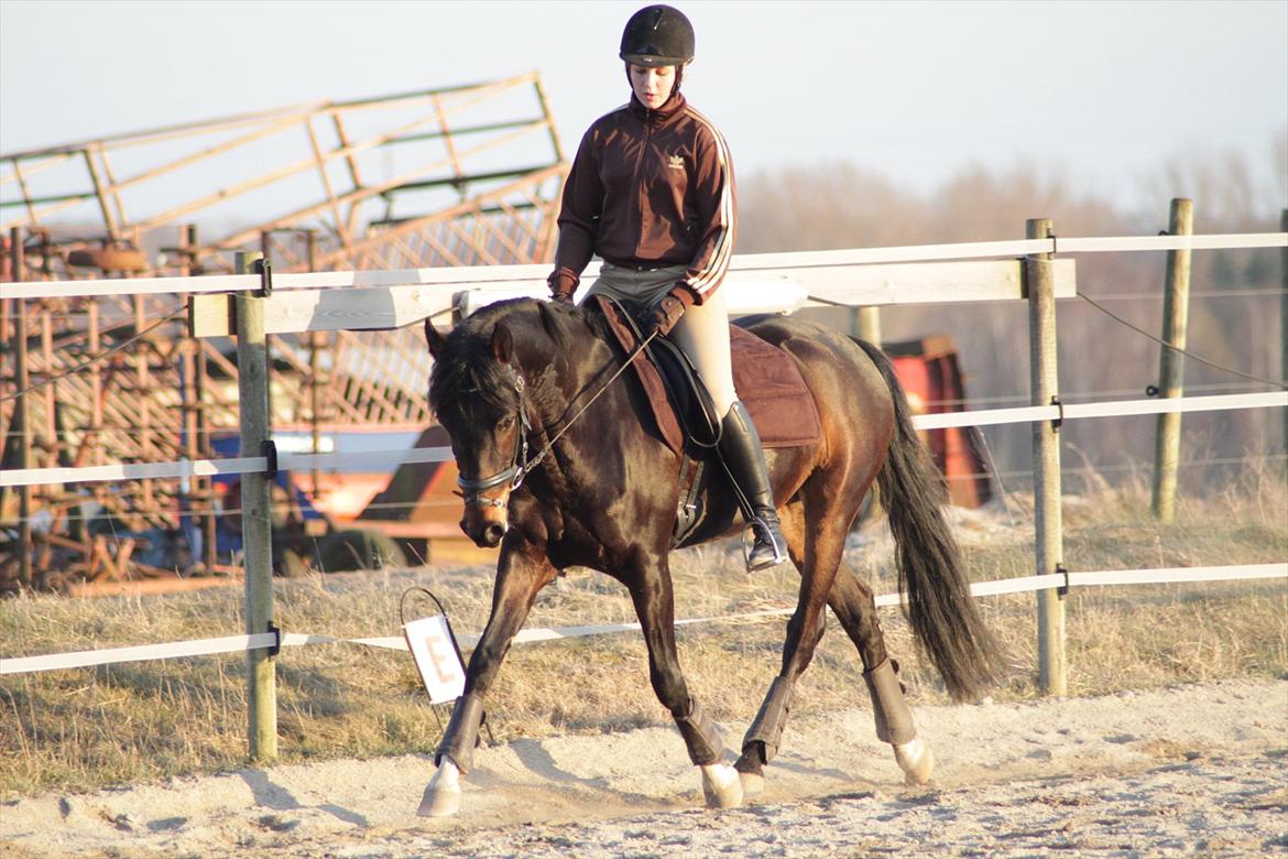 DSP | Vasehøjs Kasira | - mar. 2012 billede 4