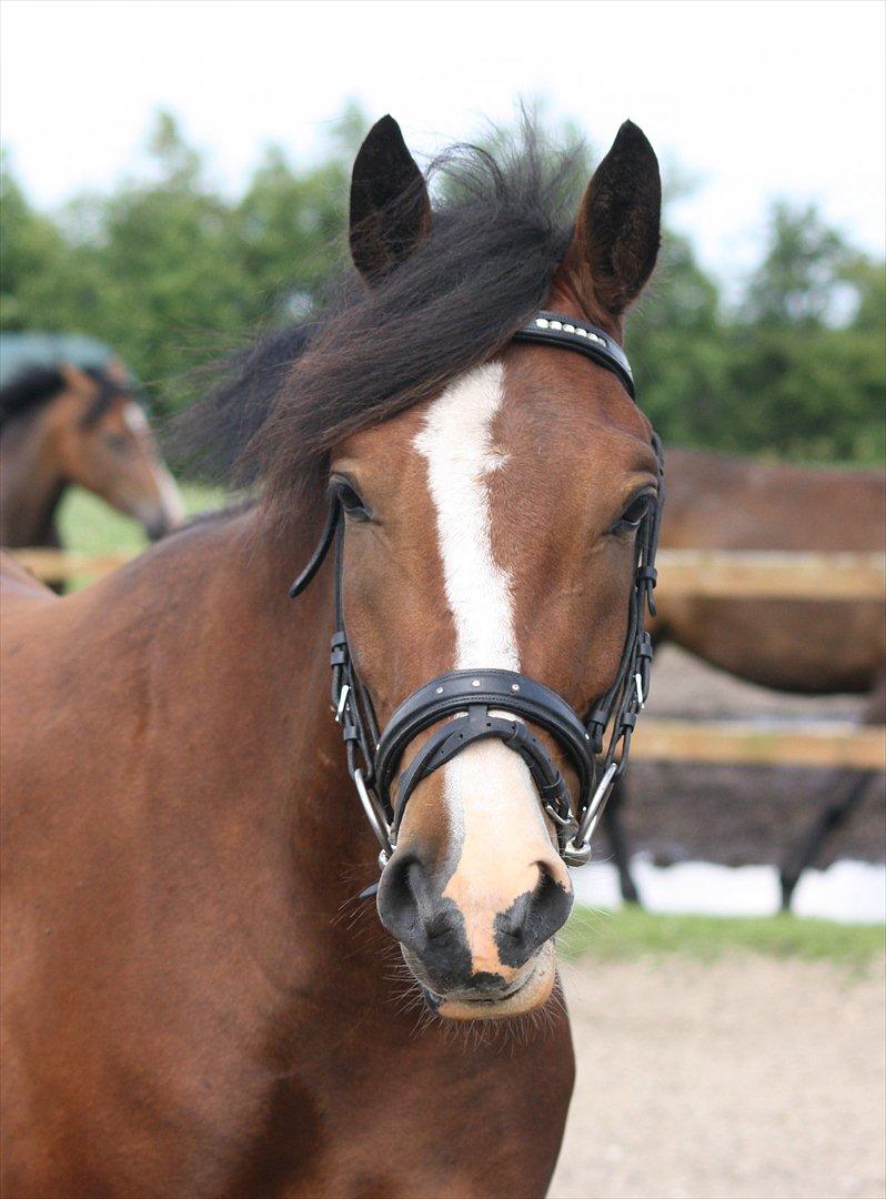 New Forest Holmens Rebus - Holmens Rebus
2011
J-L Foto billede 8