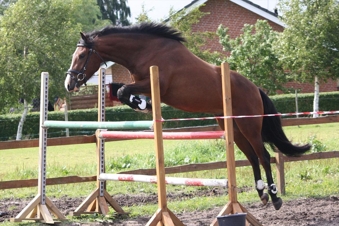 New Forest Holmens Rebus - Holmens Rebus
2011
J-L Foto billede 7